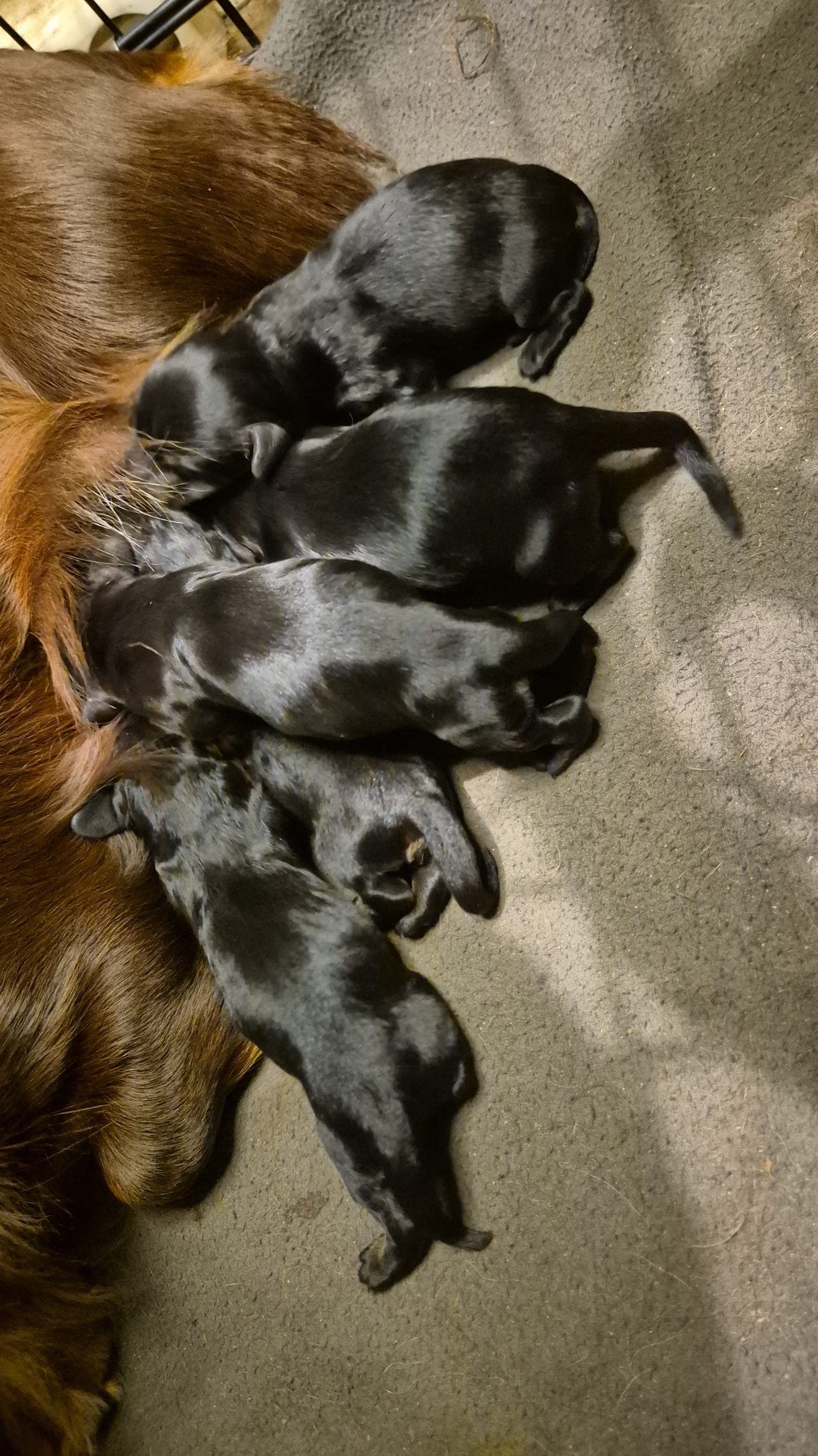 Dachshund Langhåret