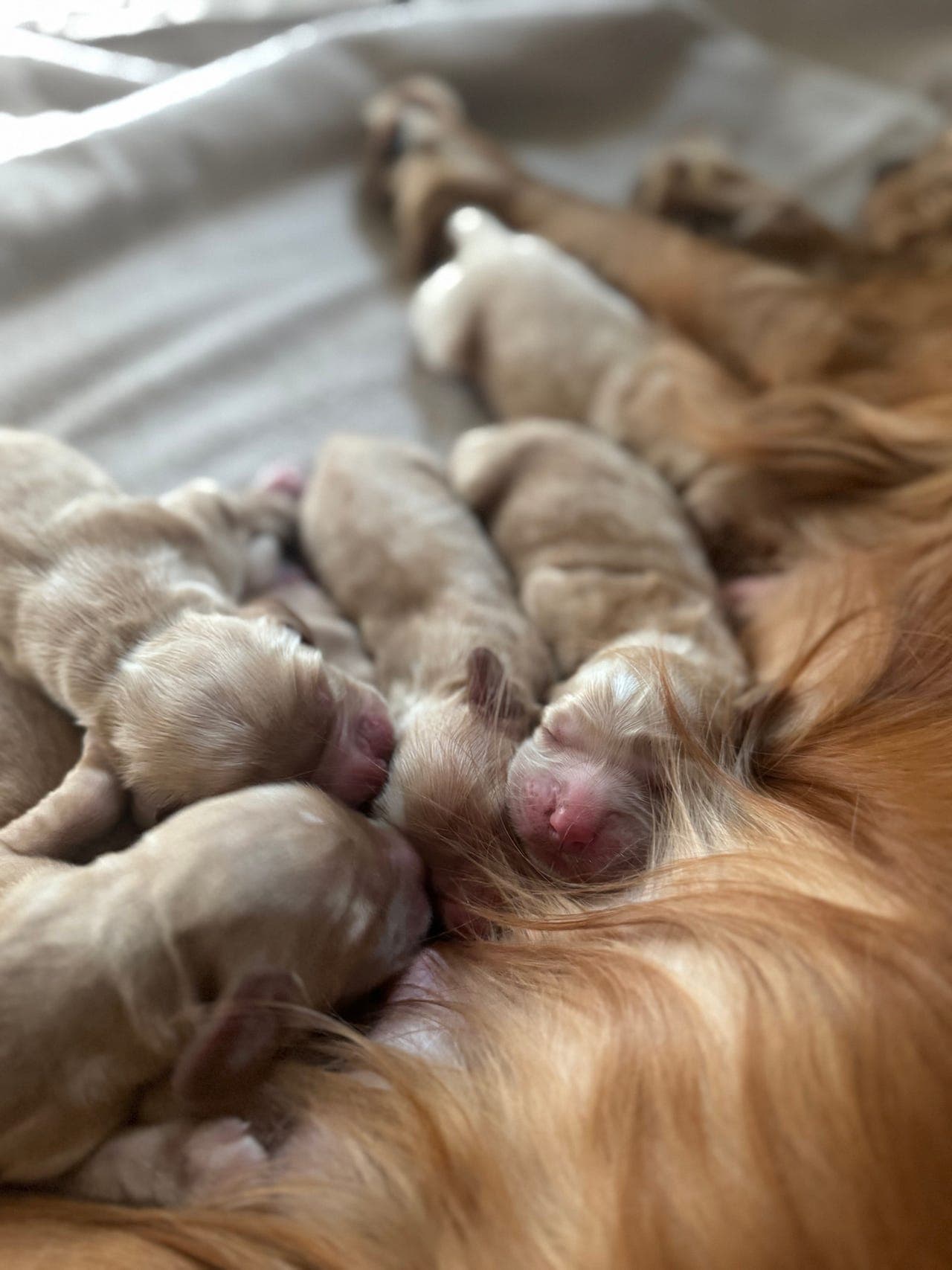 Årets beste julegave? 7 cocker-valper søker sine fremtidige hjem