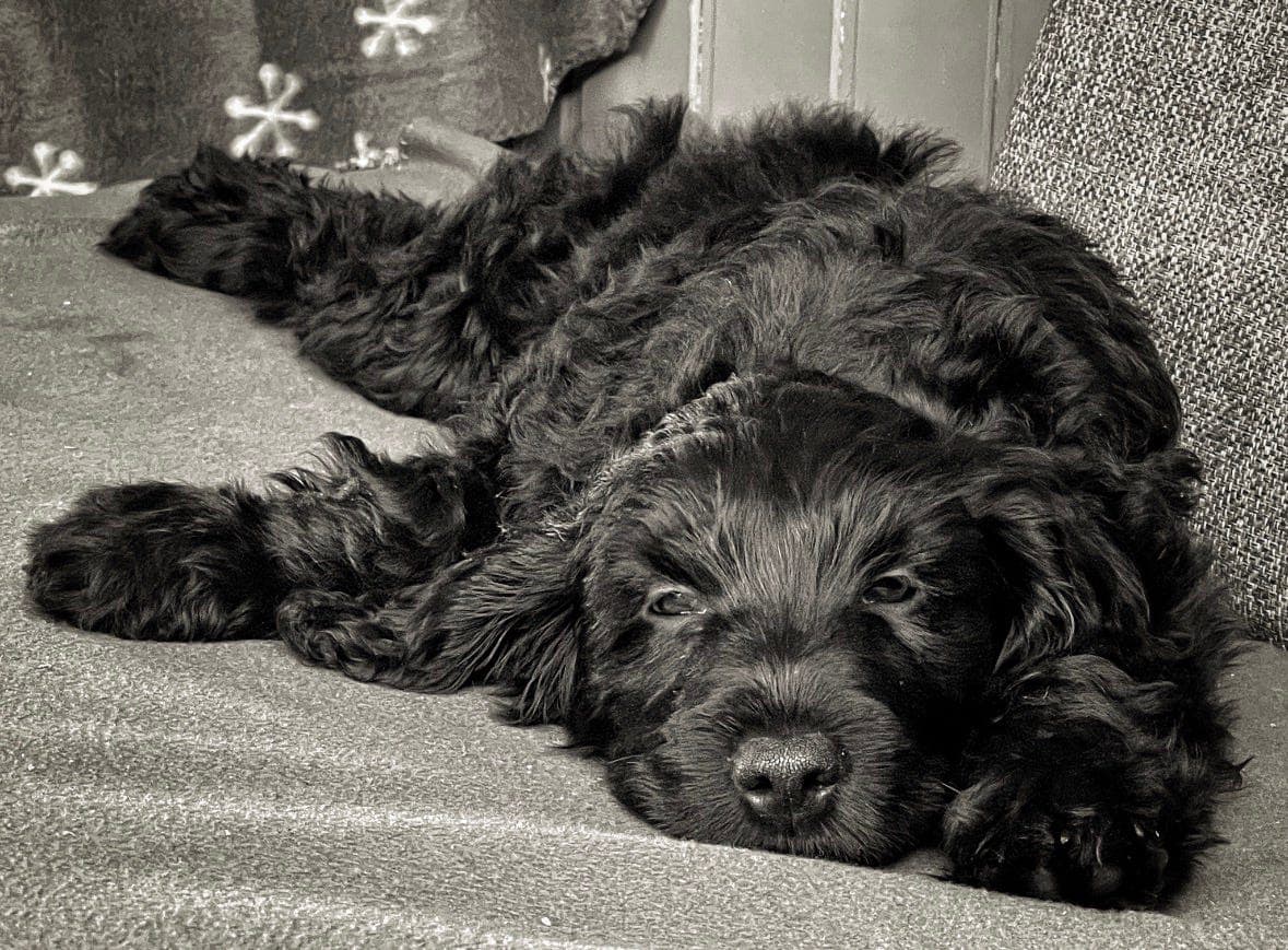 Portugisisk vannhund - valper ventes