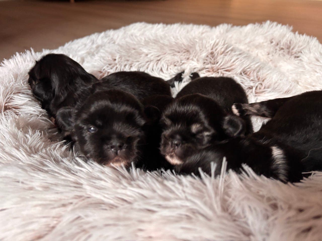 Tibetansk spaniel-valper🐶🐾
