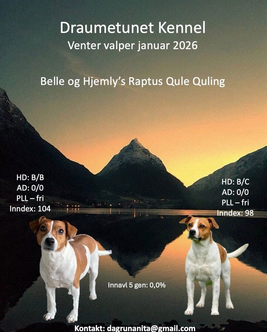 Dansk svensk gårdshund