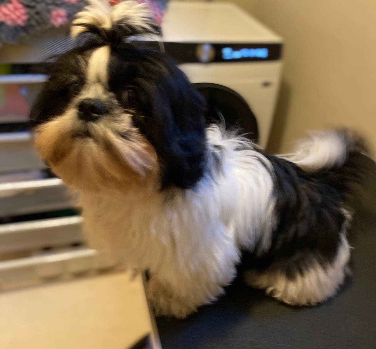 Nkk regestrert Shih Tzu valp.