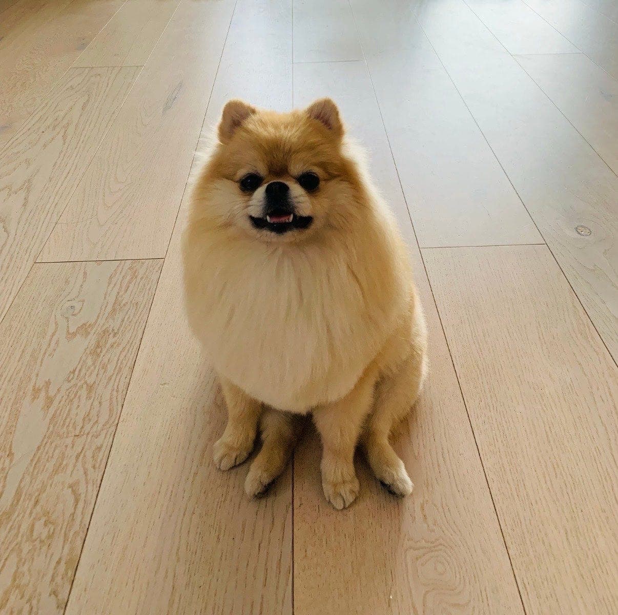 NKK reg. Pomeranian tispe til salgs