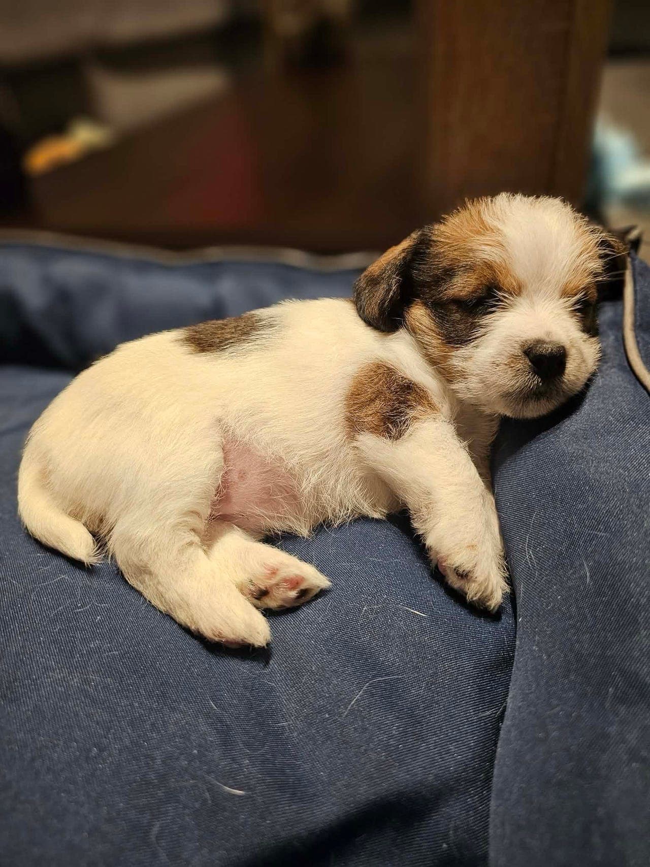 Søte små Jack Russell terriere søker sin familie