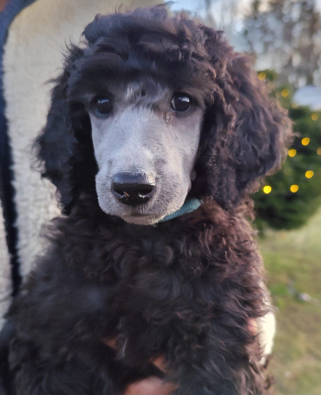 Storpuddel/kongepuddel valp leveringsklar