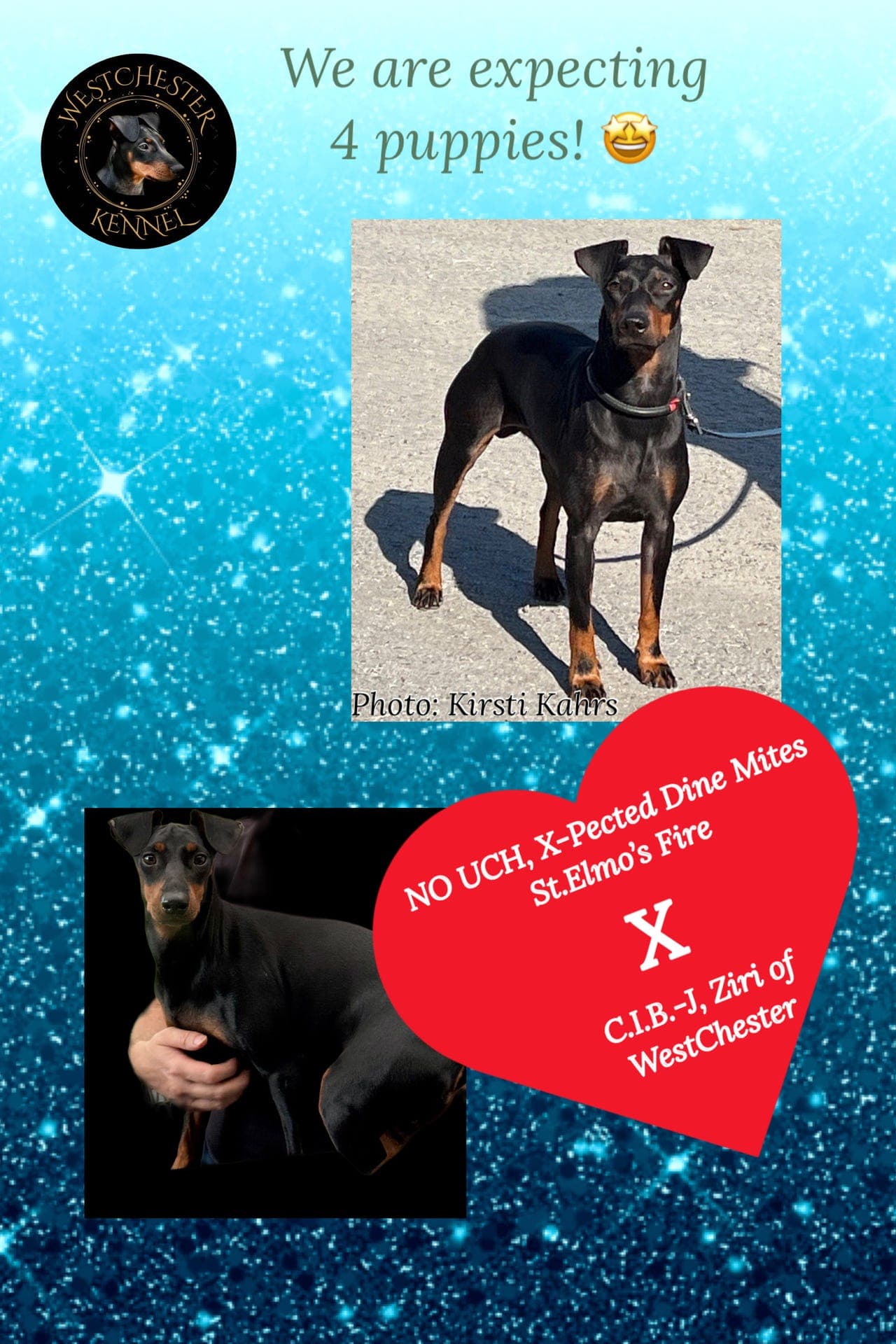 Manchester Terrier valper ventes i slutten av januar.