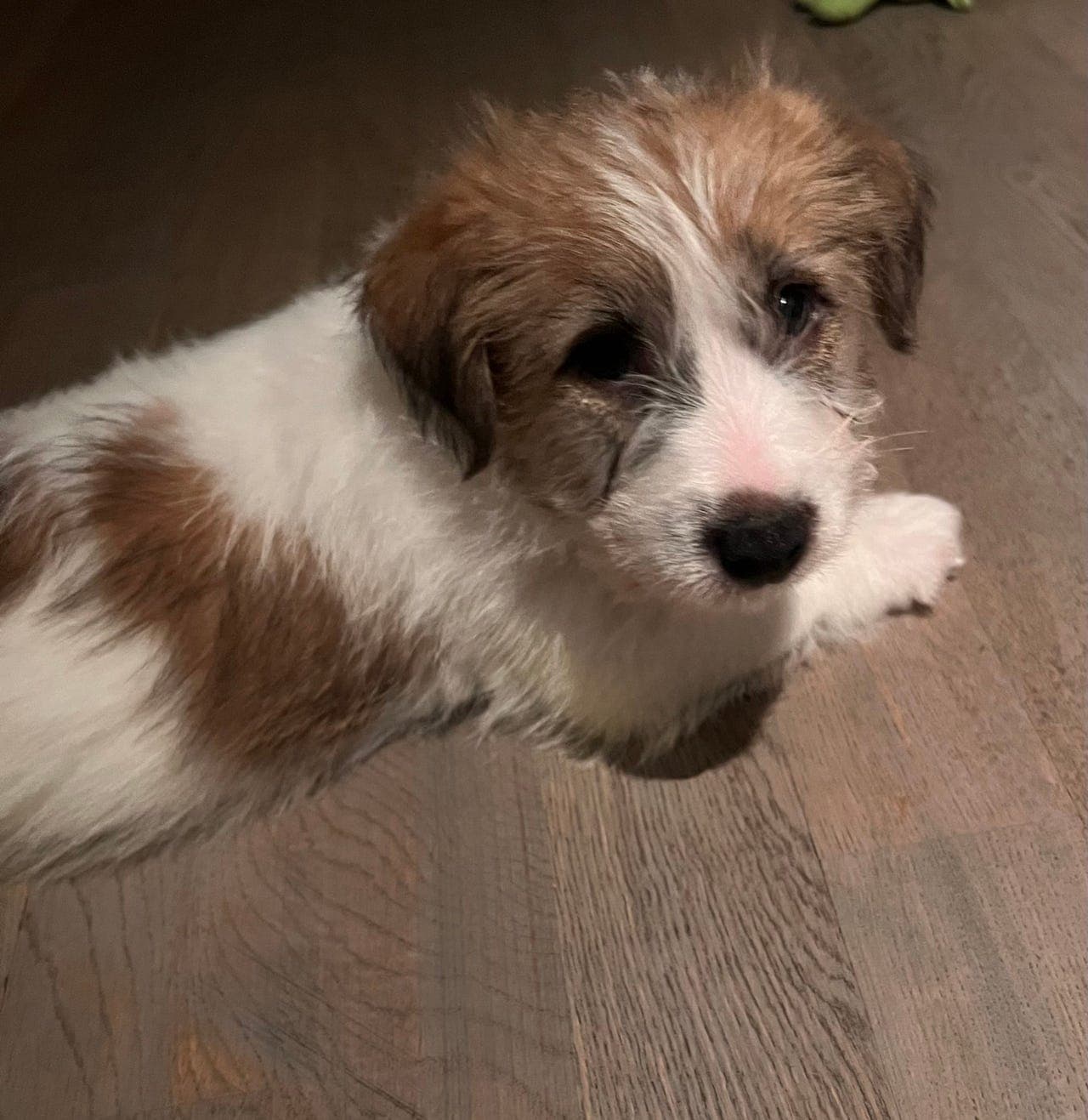 Jack russell terrier nkk reg