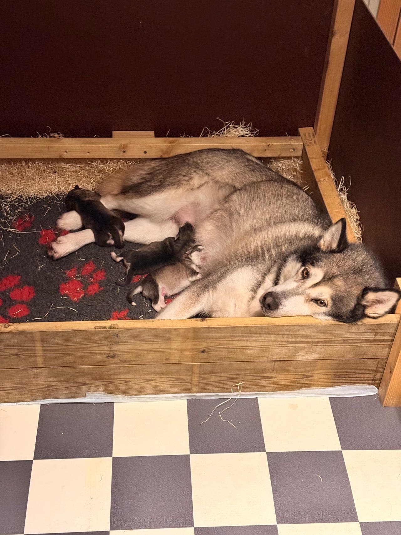 Alaskan Malamute valper