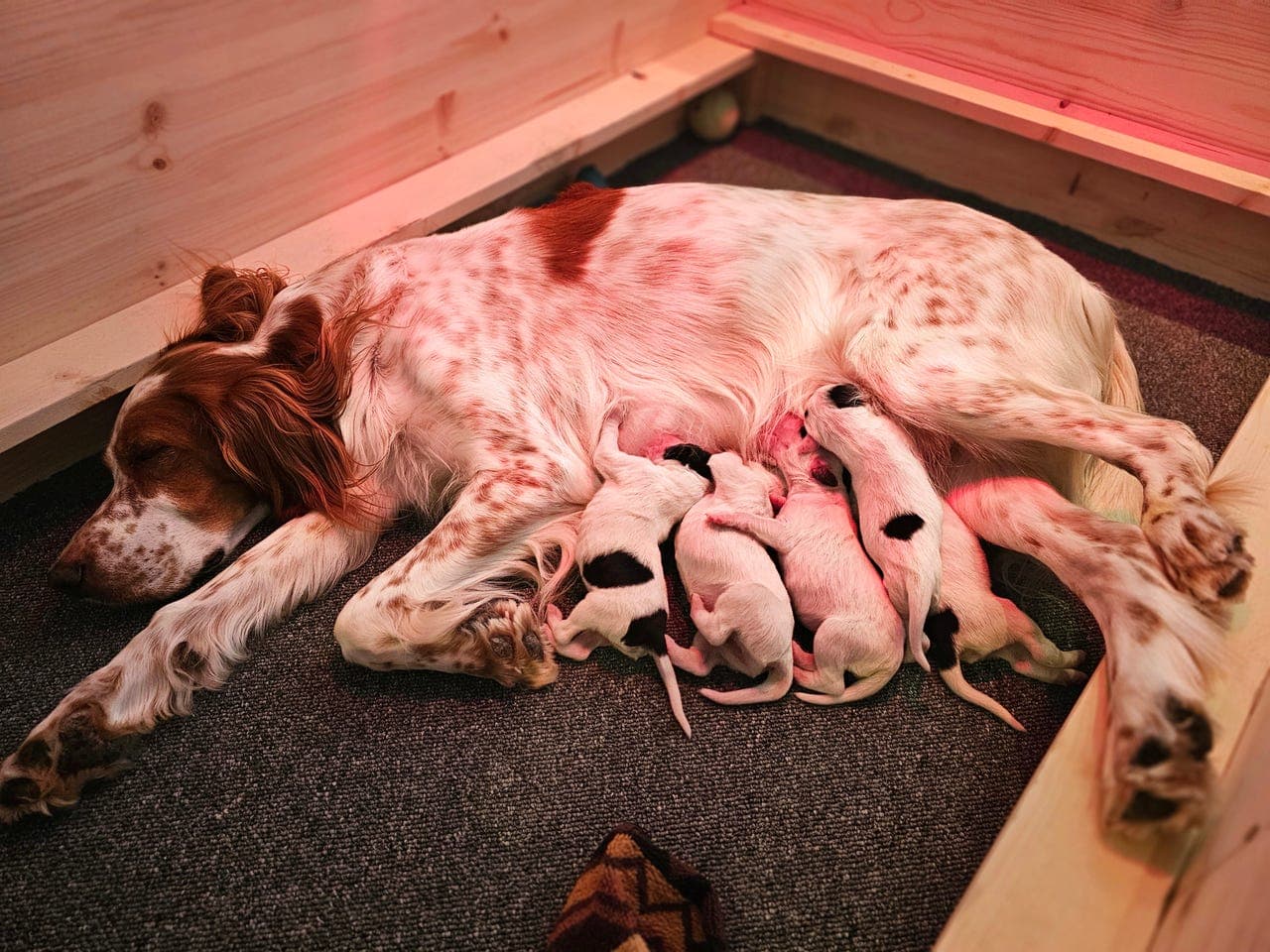 Engelsksetter valper leveringsklare rett over påske