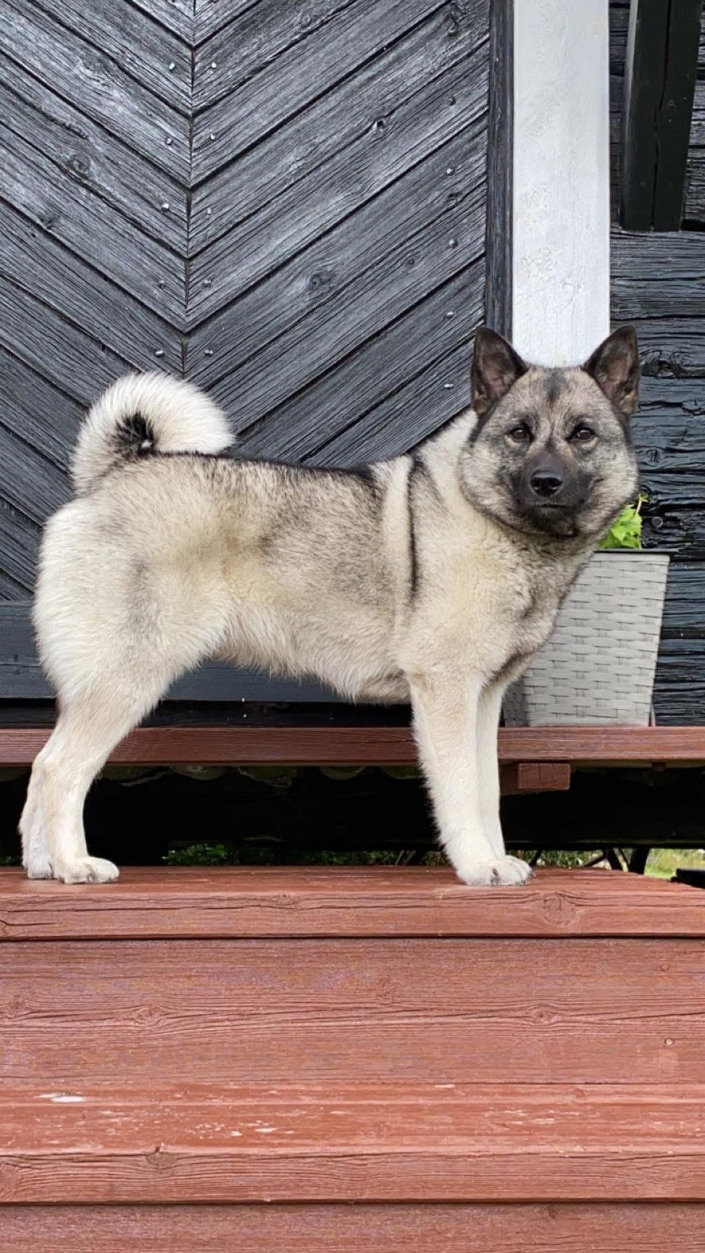 Planlagt parring på Norsk elghund grå