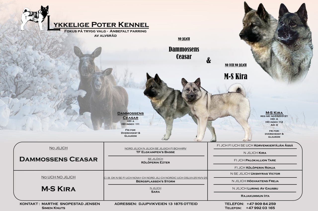 parring utført på Norsk elghund grå