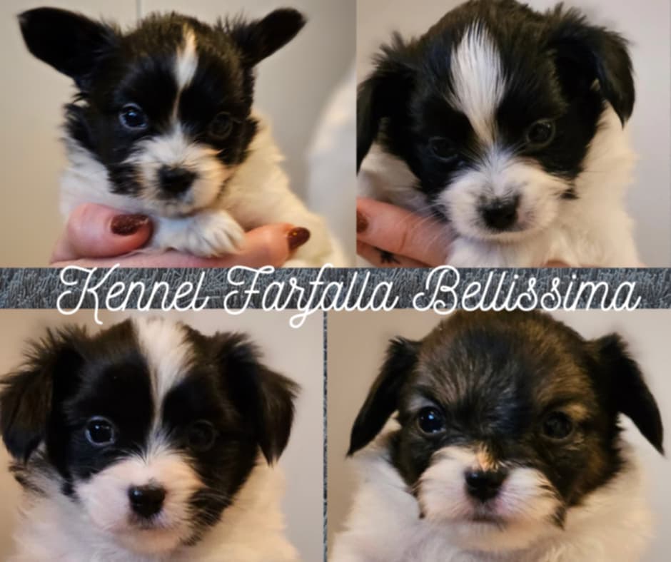 Renraset papillonvalper registrert i NKK etter premierte foreldre