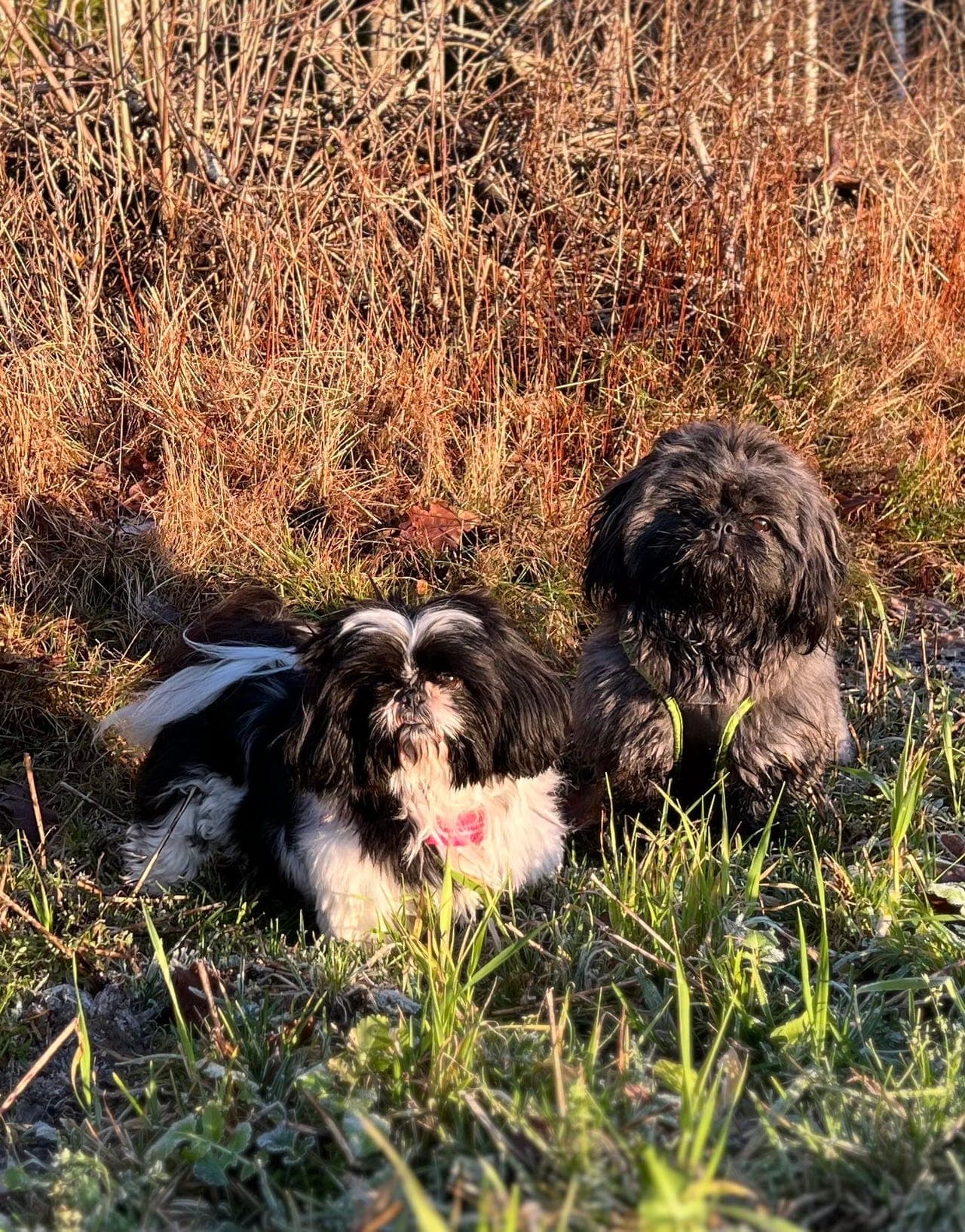 Shih Tzu valper ventes