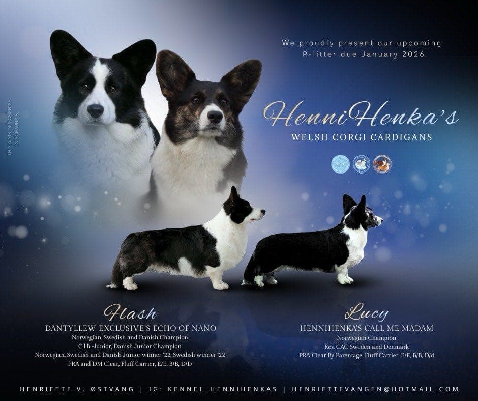 Welsh Corgi Cardigan valper ventes 2026