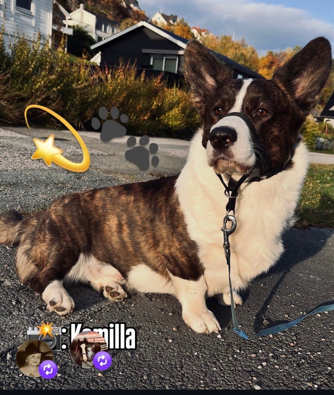 Welsh Corgi Cardigan vurderes omplassert