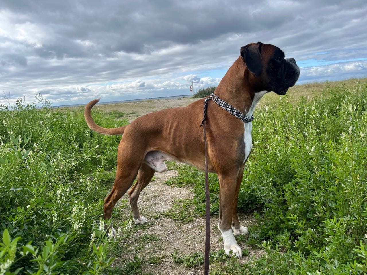 Boxer omplasseres/ settes ut på for.