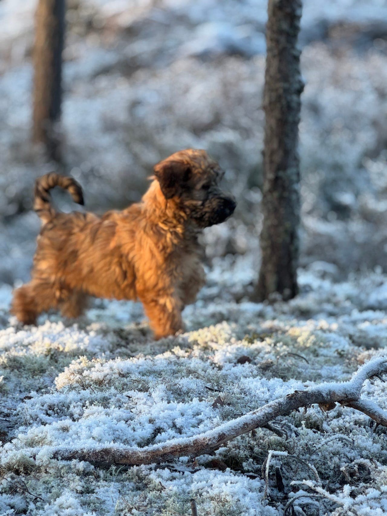 Irish softcoated wheaten terrier