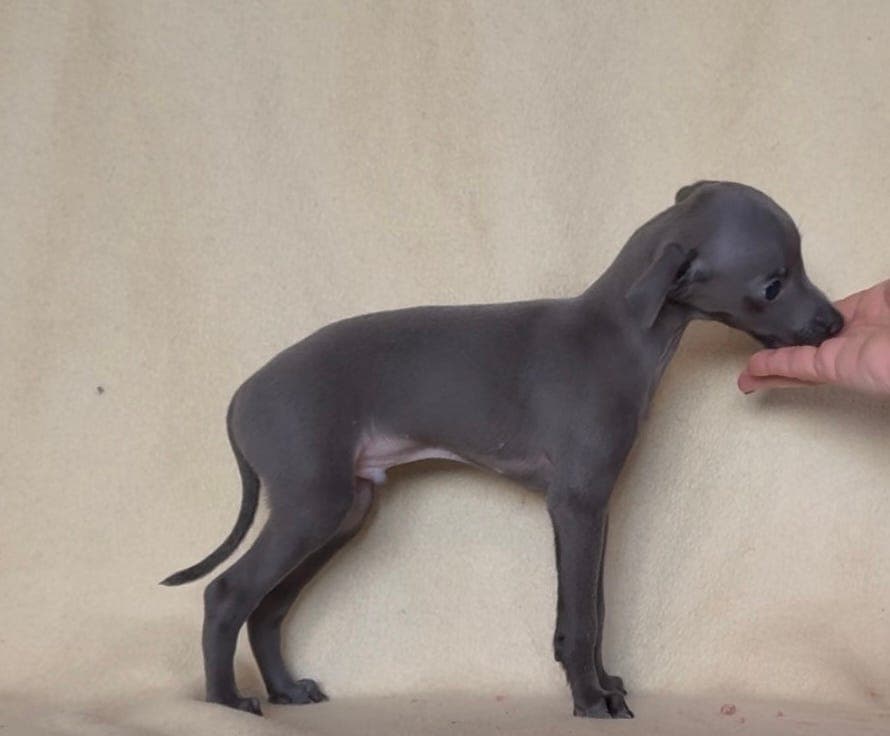 Italiensk mynde gutt søker medeierhjem