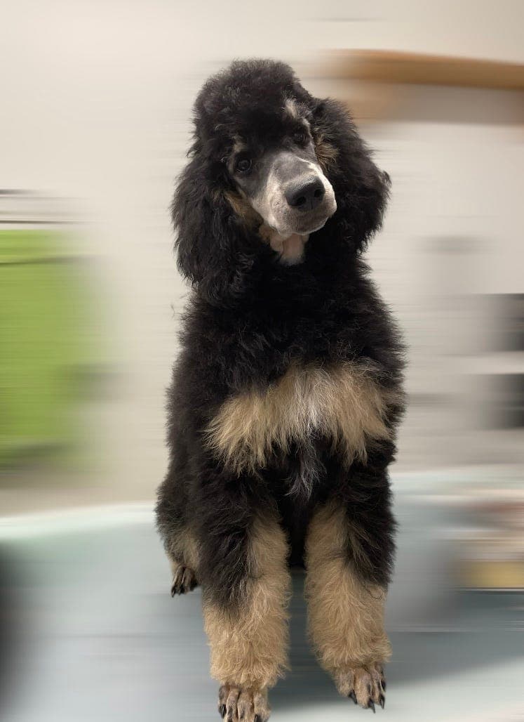 Storpuddel/kongepuddel valp