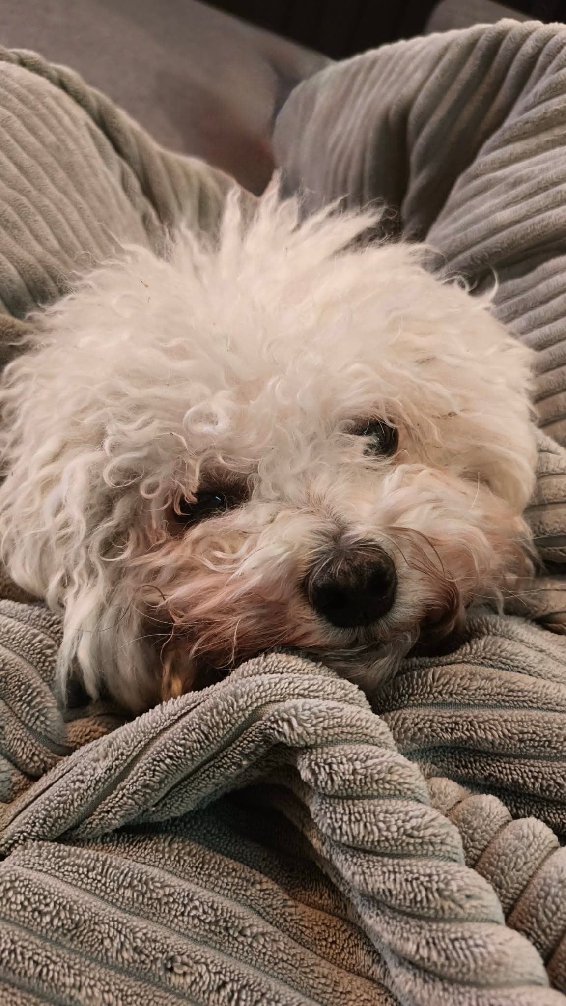 Avlastningshjem for Shiro