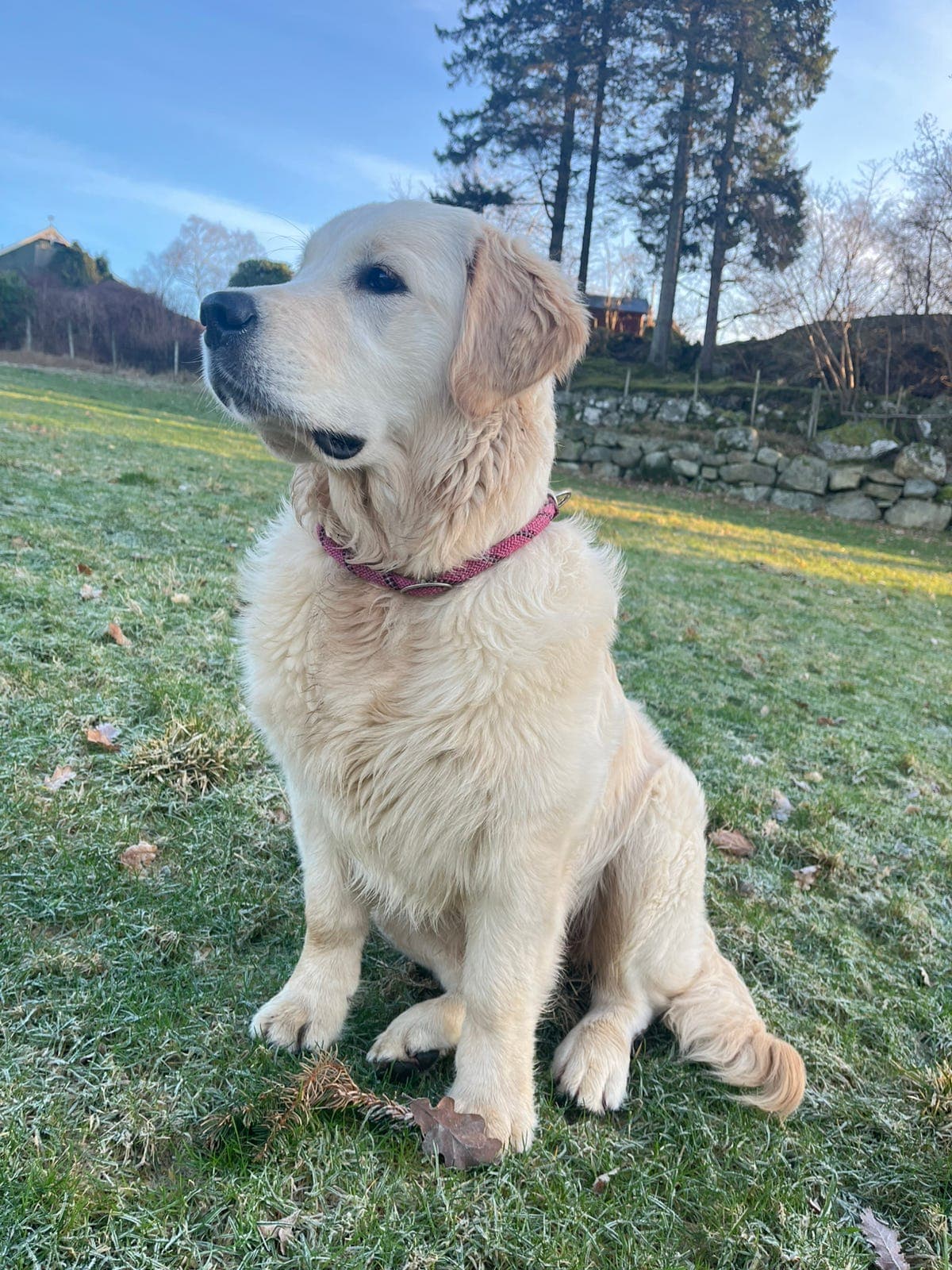 NKK registrert Golden tispe