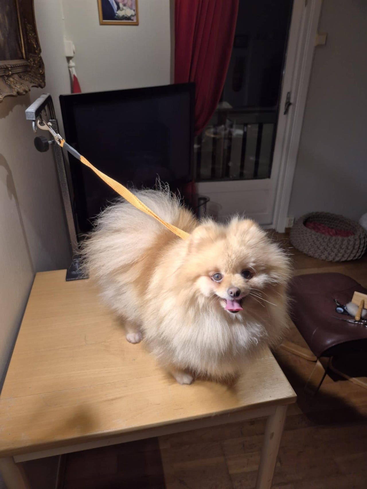 Pomeranian tispe, født 01. juli 2022.