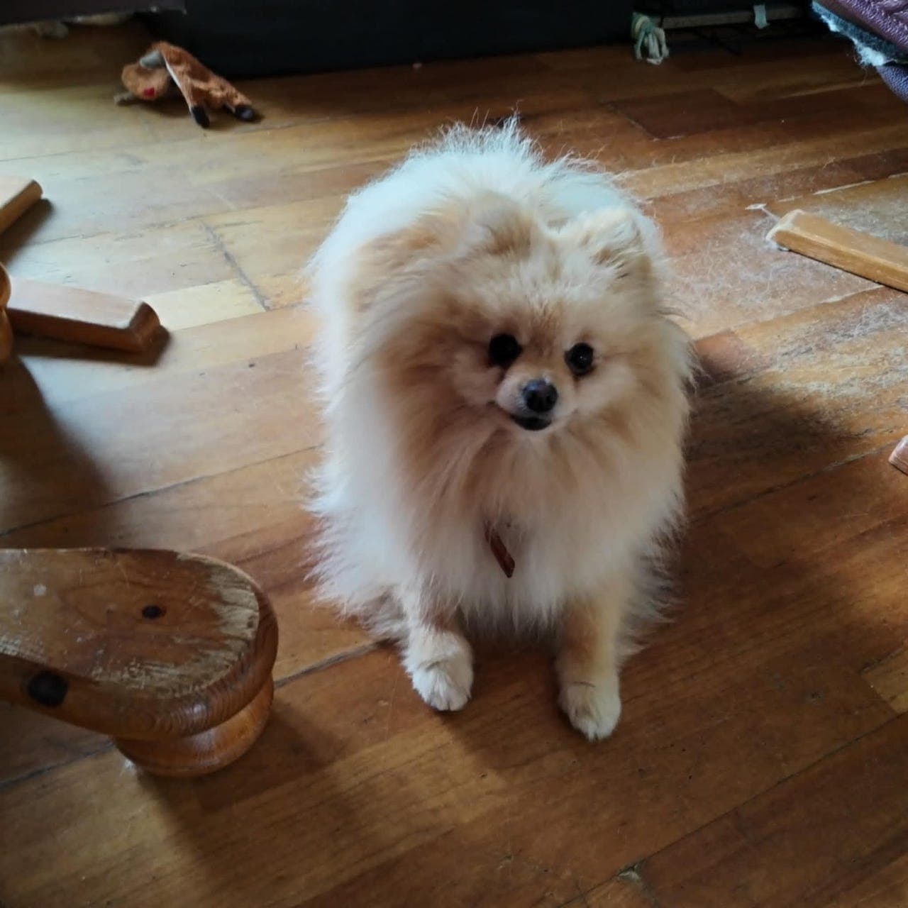 Pomeranian tispe, født 01. juli 2022.