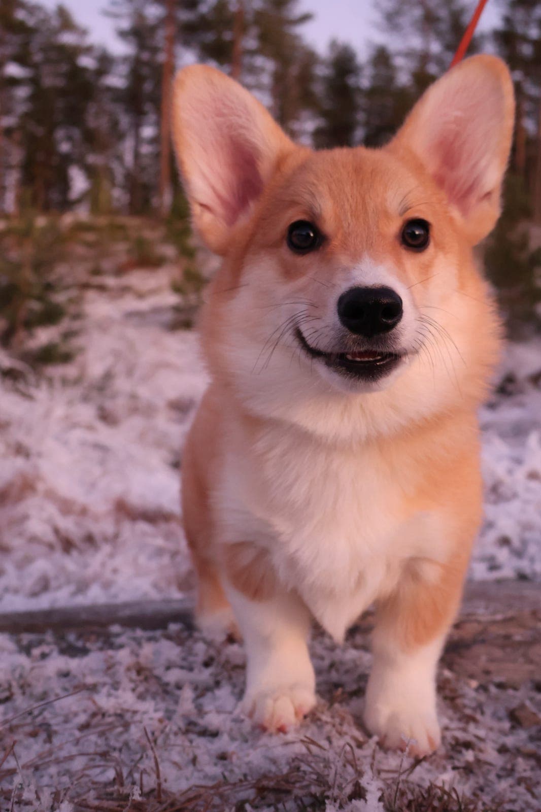 Welsh Corgi Pembroke hannvalp