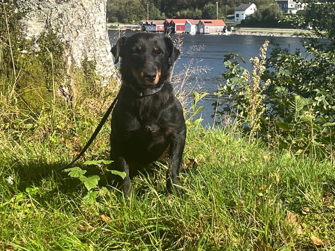 Tysk jakt terrier gis bort