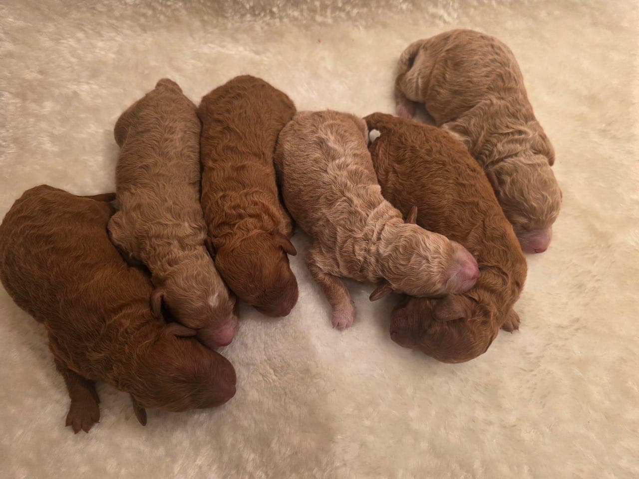 NYDELIGE MELLOMPUDDEL VALPER