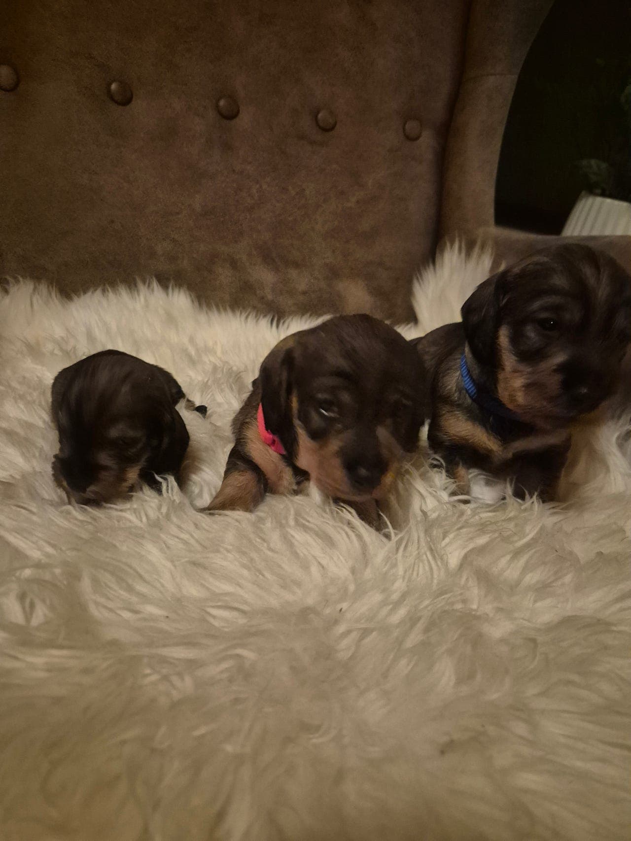 Strihåret dachsvalper ledig for salg.