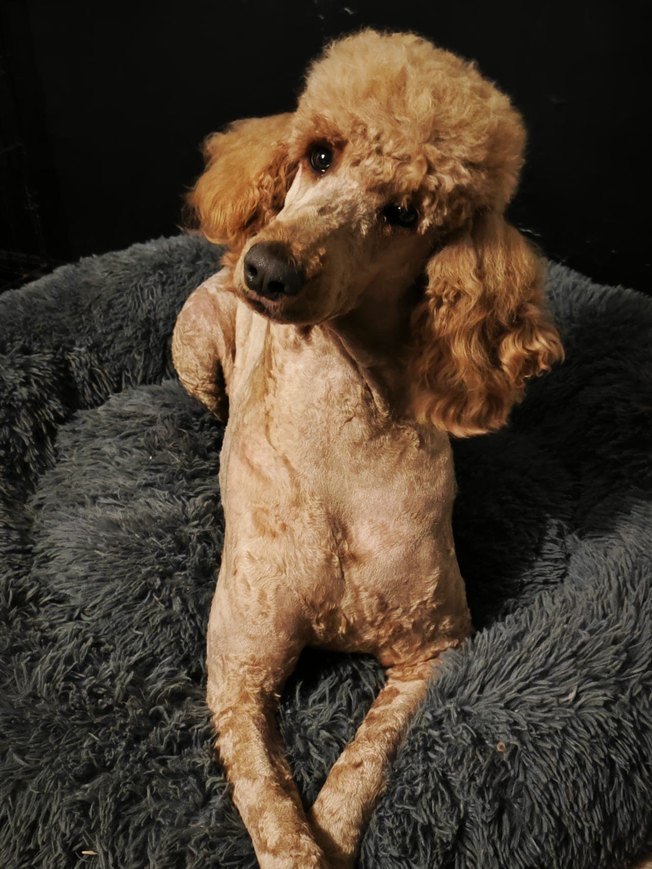 Storpuddel tispe søker trygg og stabil fôrvertfamilie!