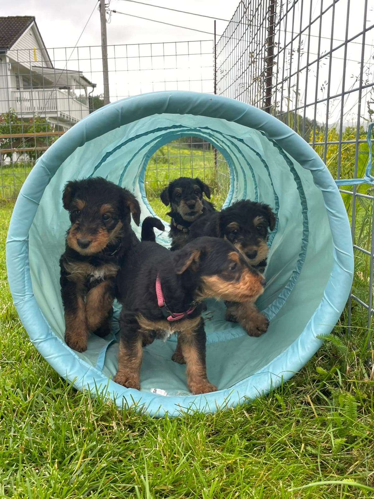 Airedale Terrier valper fra Casemi kennel, 1 ledig valp