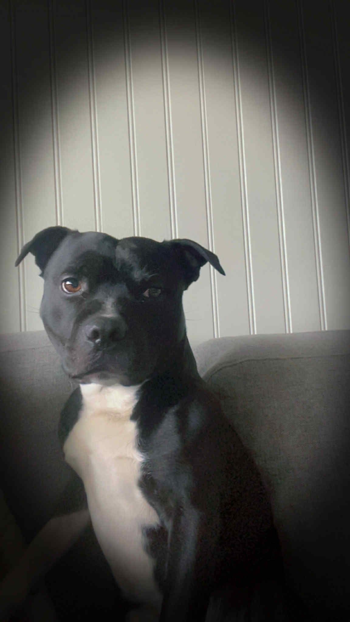 Staffordshire Bull Terrier valper ventes i starten av Januar