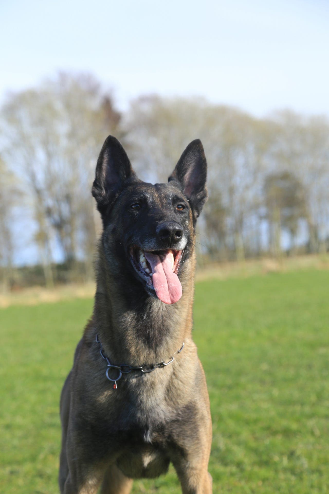 Malinois valper ventes i slutten av januar 2026