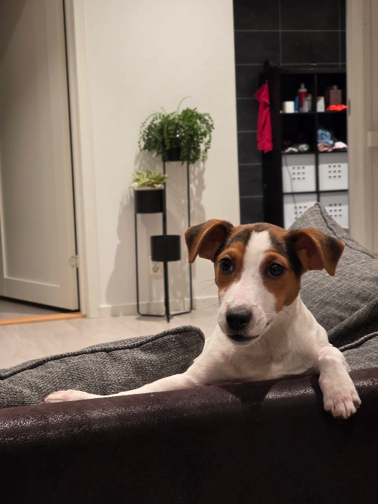 Jack Russell terrier, 6 måneder – søker et trygt og kjærlig nytt hjem