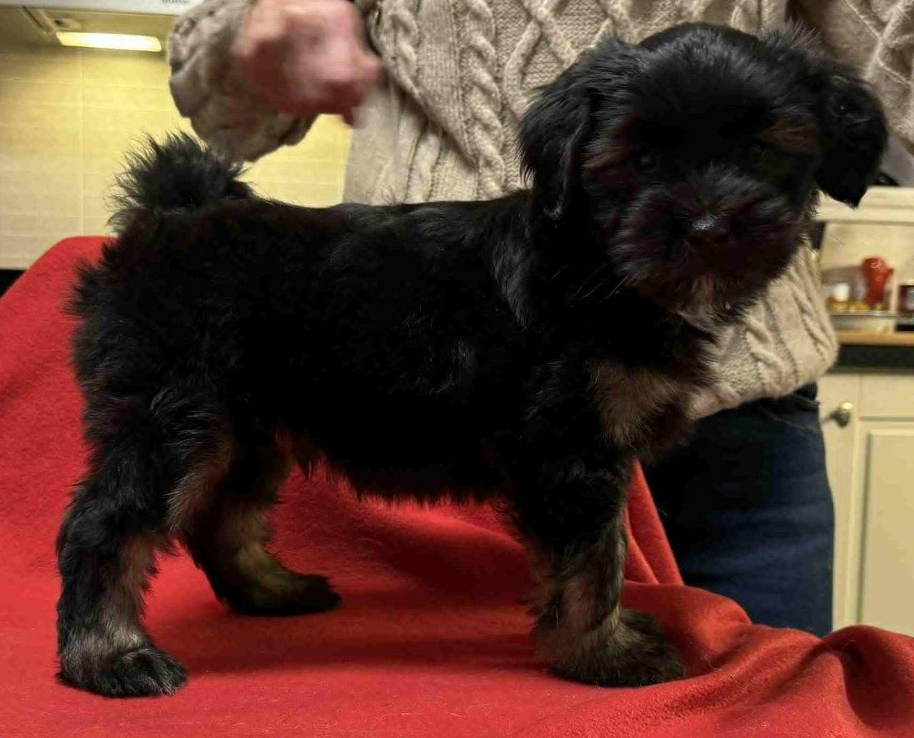 Tibetansk terrier hannvalper