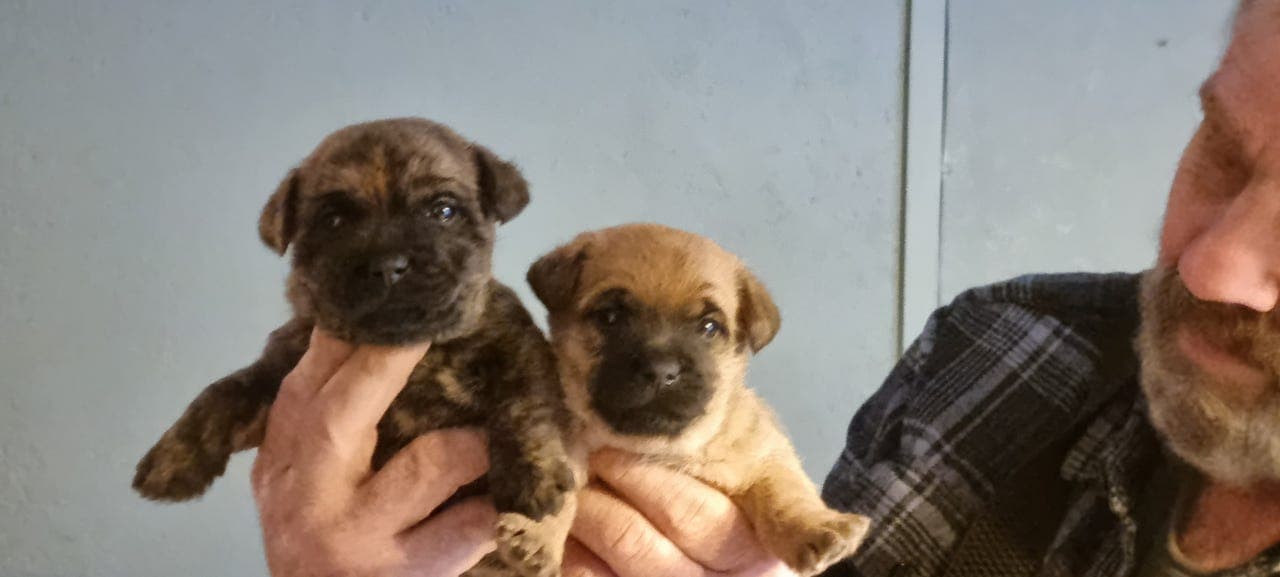 Verdens beste lille kompis - Cairn Terrier