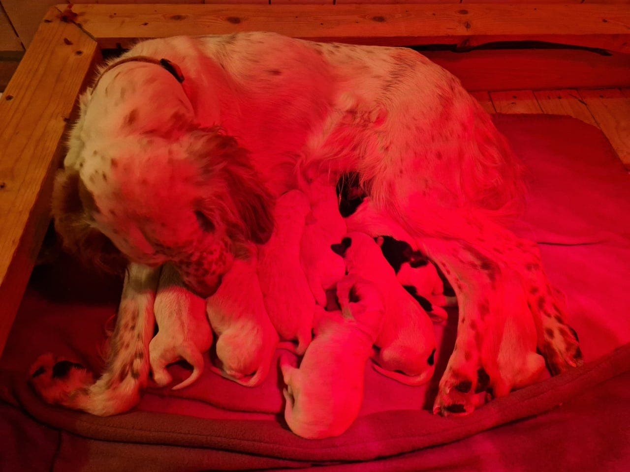 Engelsk Setter valper selges!