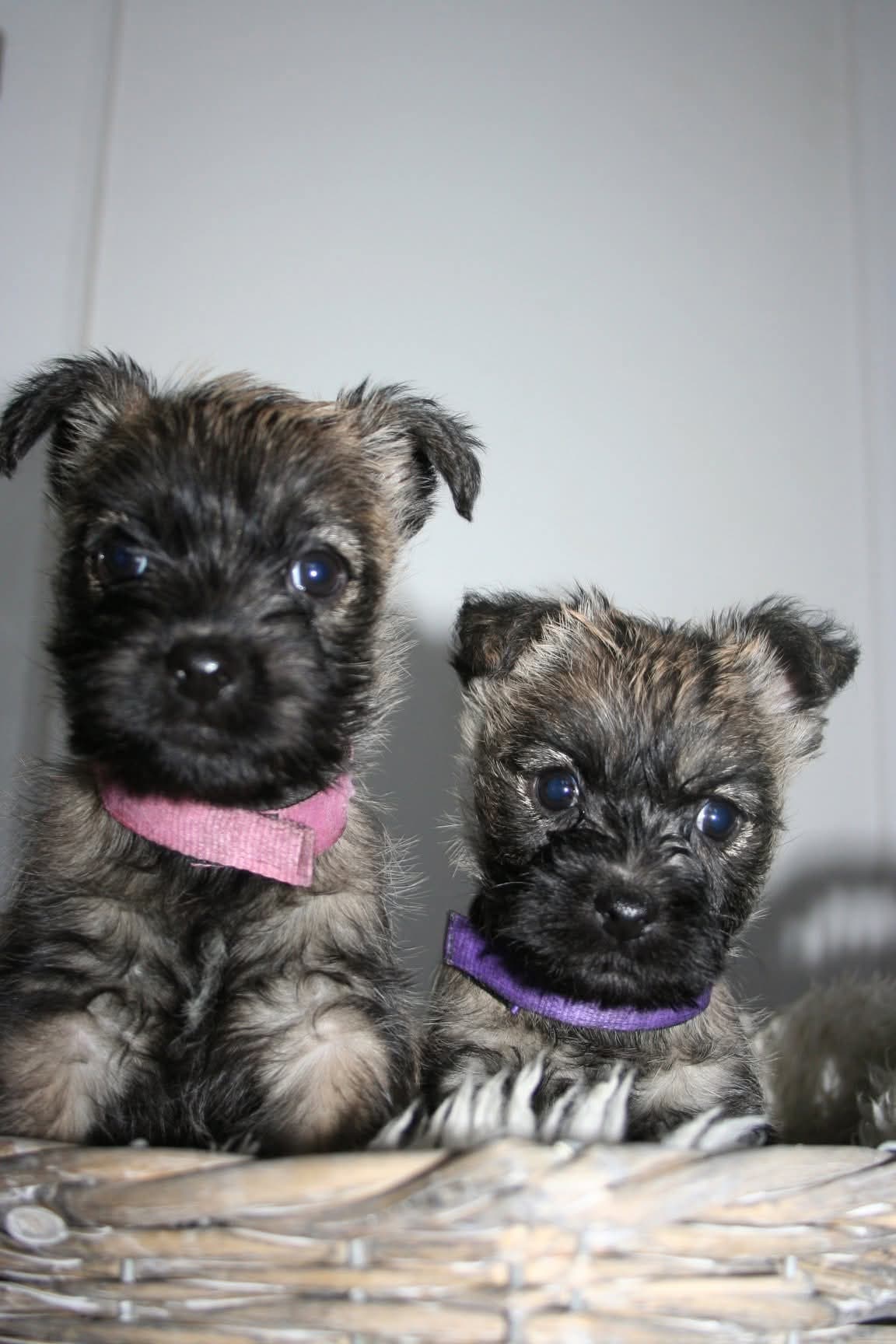 Cairn Terrier valper ventes