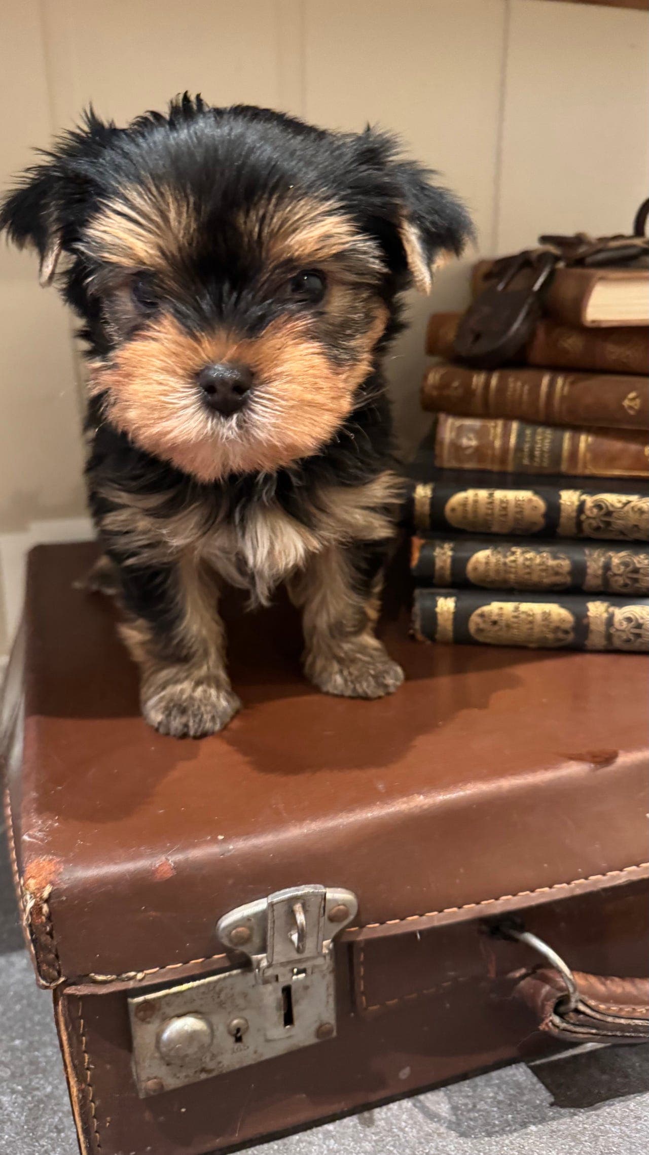 Nydelig Yorkshire terrier gutt til salgs