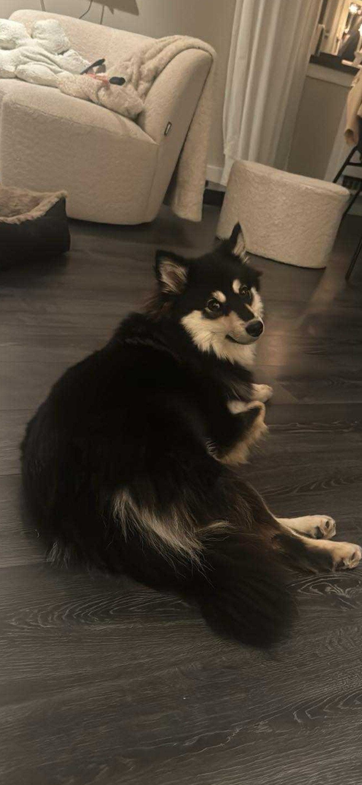 Finsk lapphund søker Forvert .