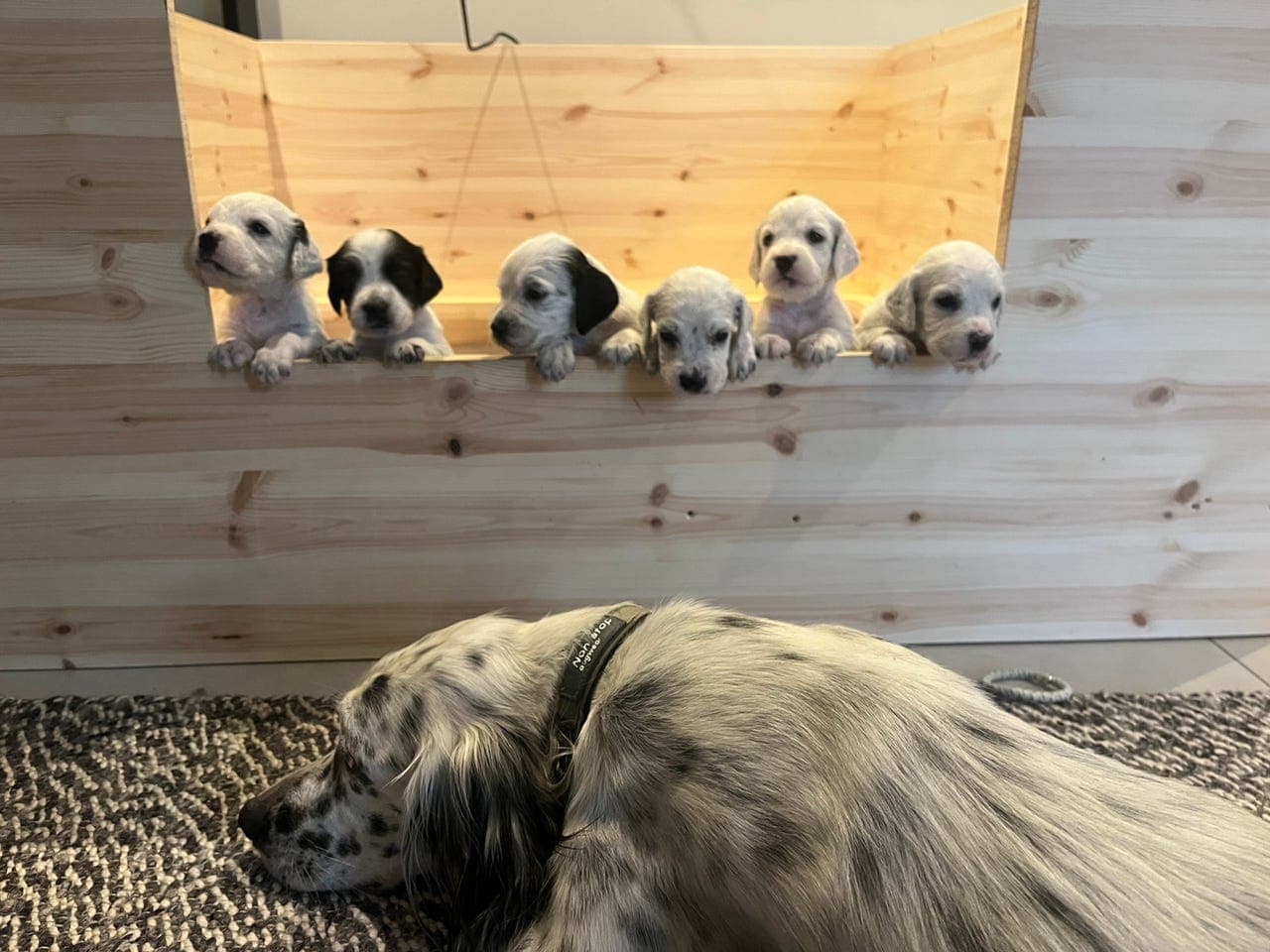 Engelsk setter valper - leveringsklare fra uke 19