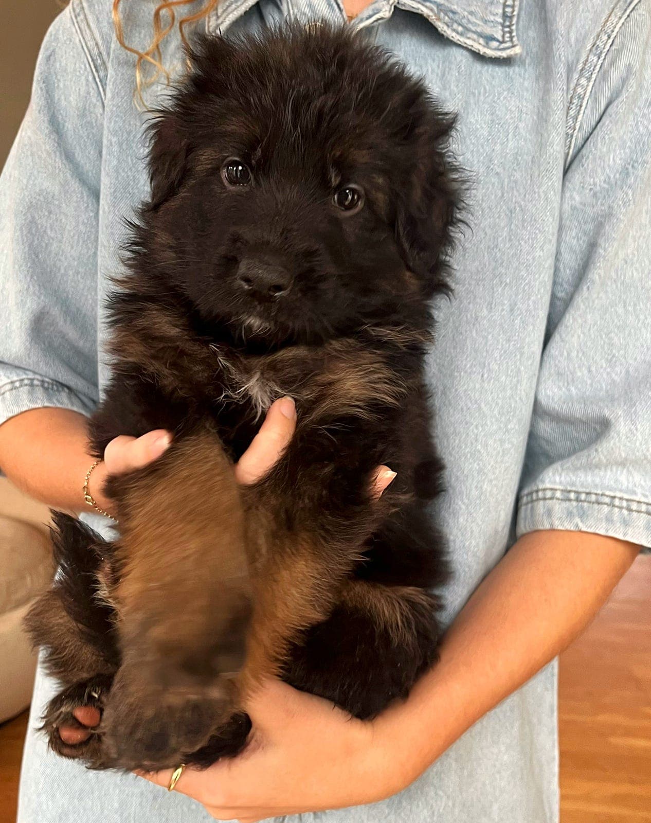 Langhåret schæfer valper