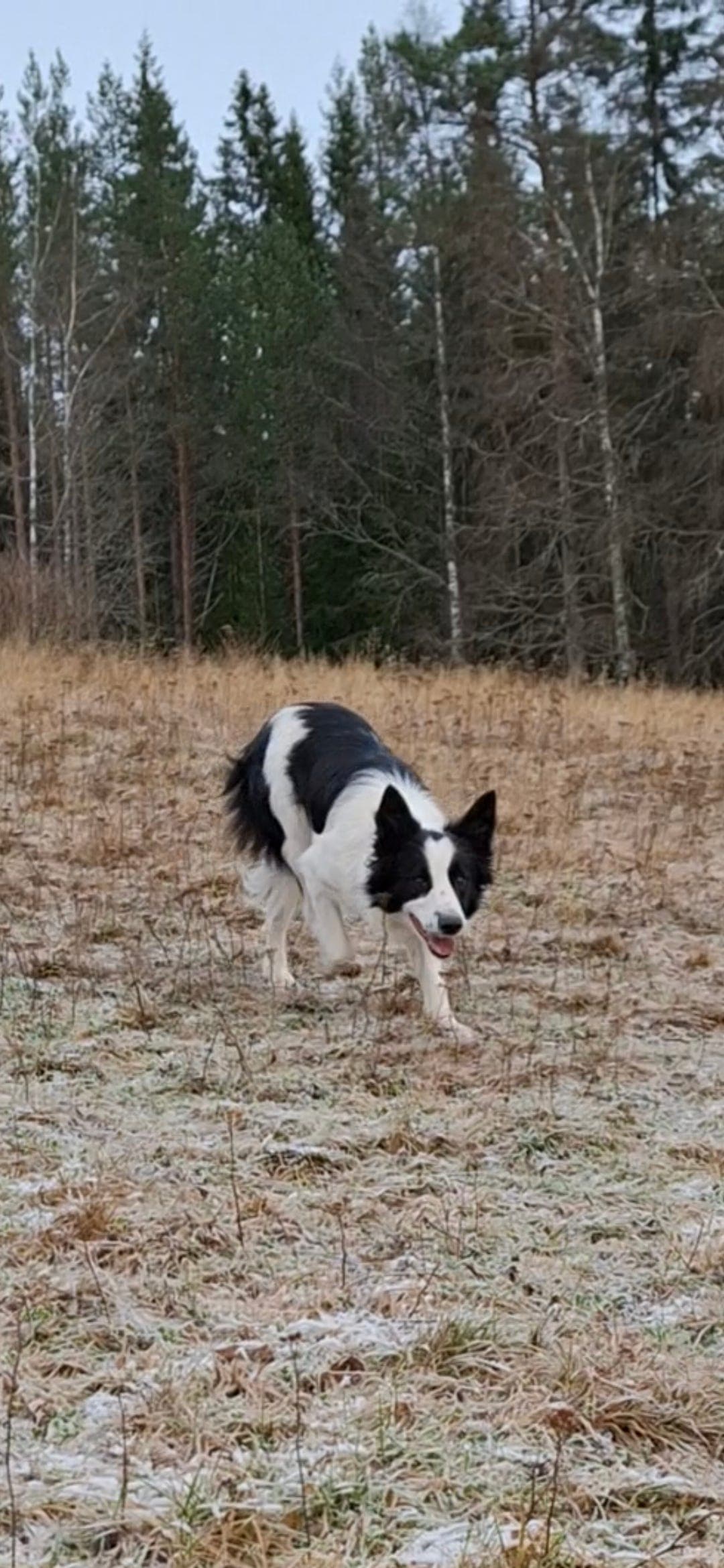 Border collie tispe til salg