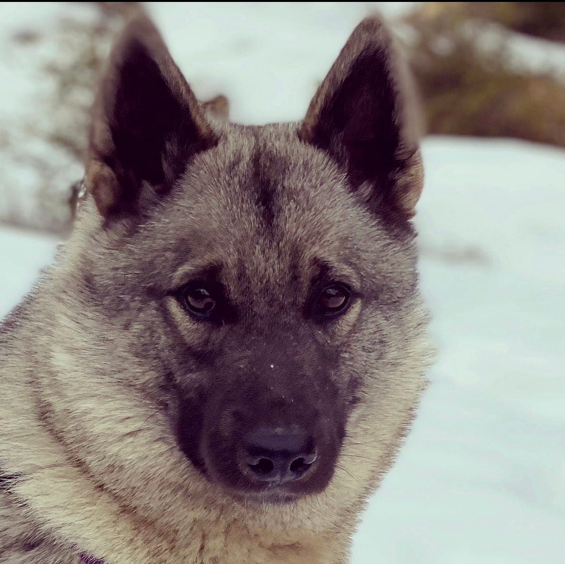 Norsk elghund grå valper