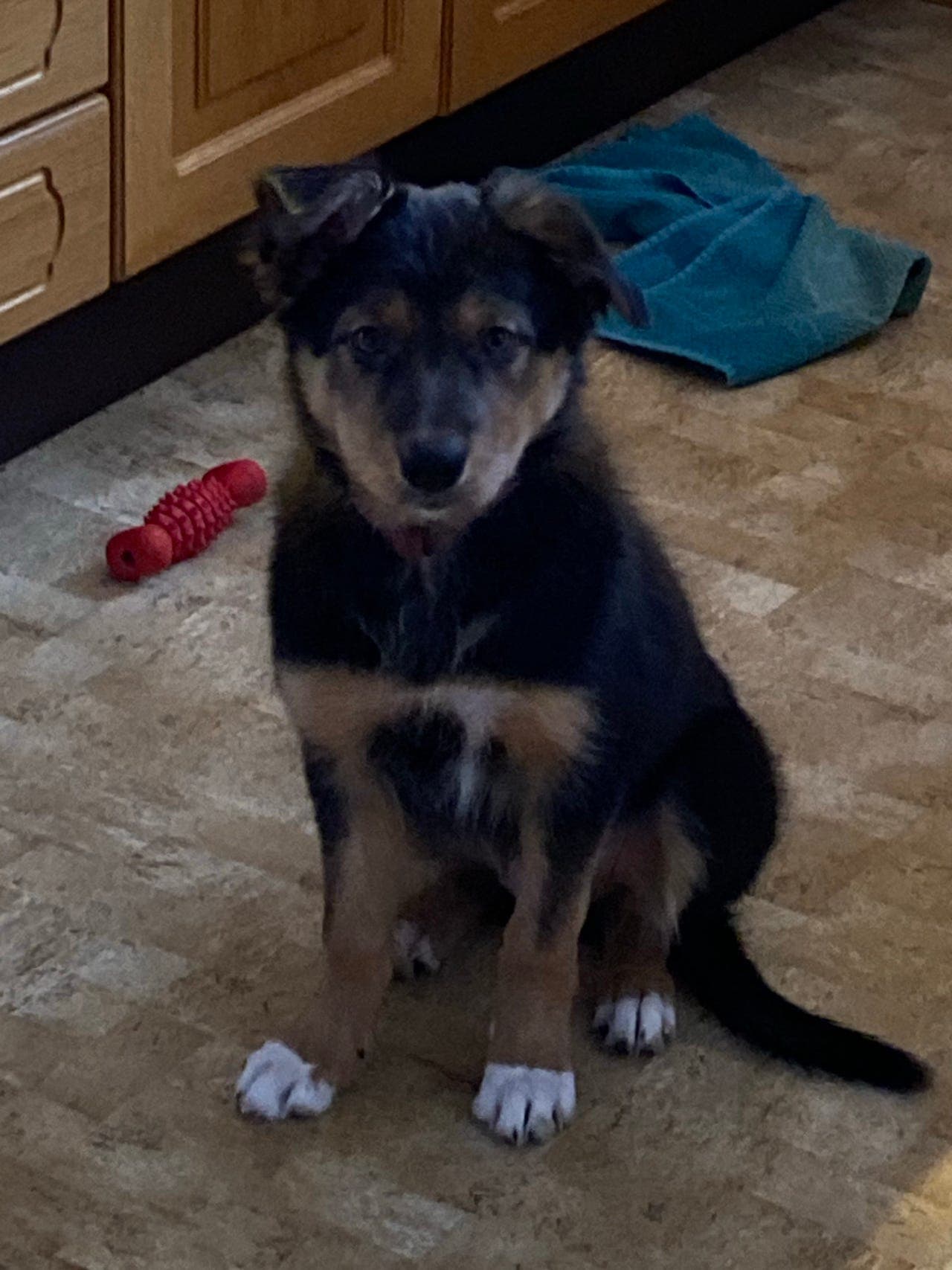 NKK registrert Border Collie tispe 12 uker