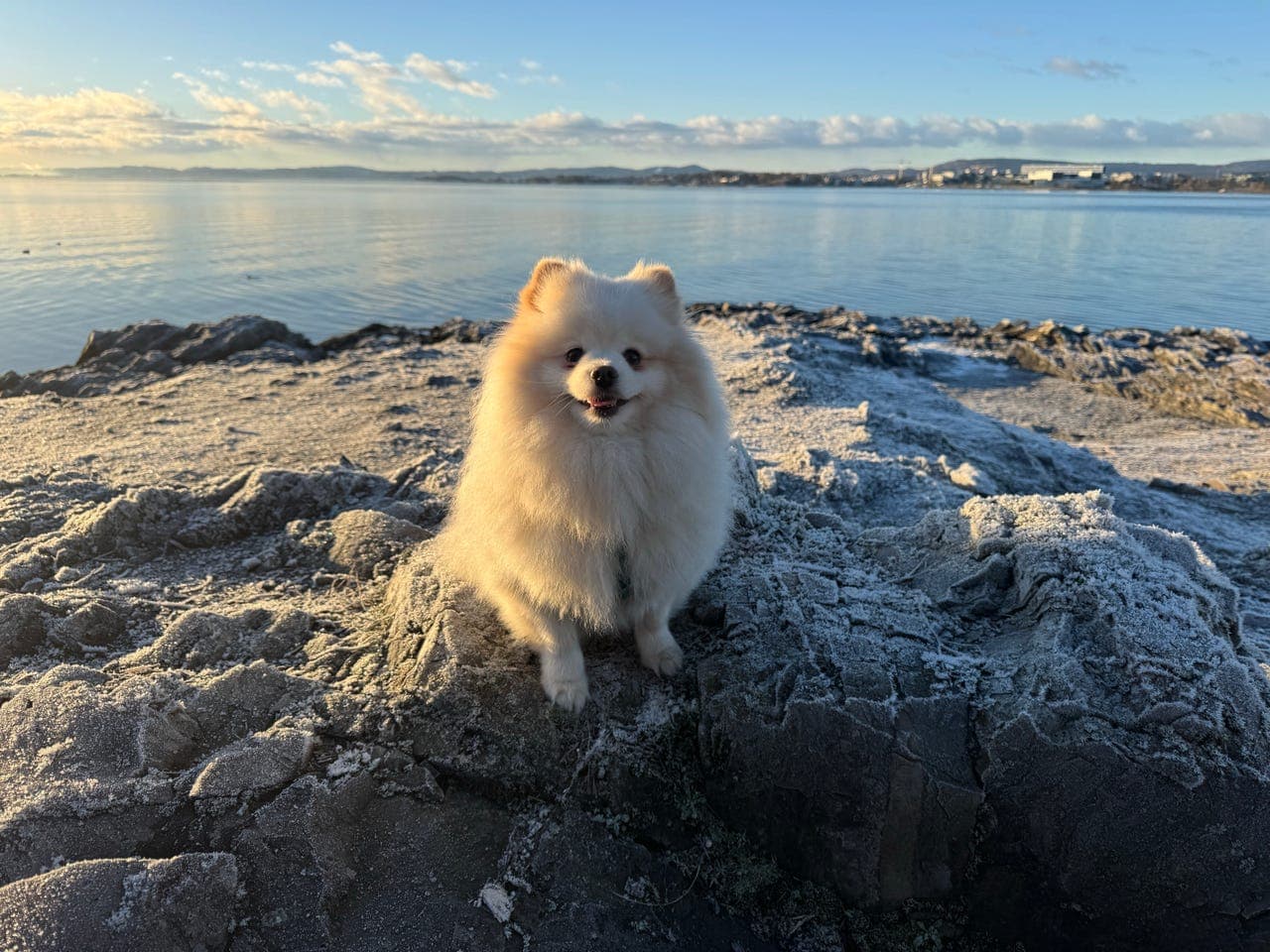 Fôrvert søkes til Pomeranian tispe
