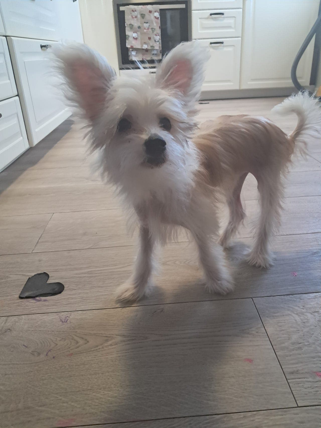 Chinese crested valper