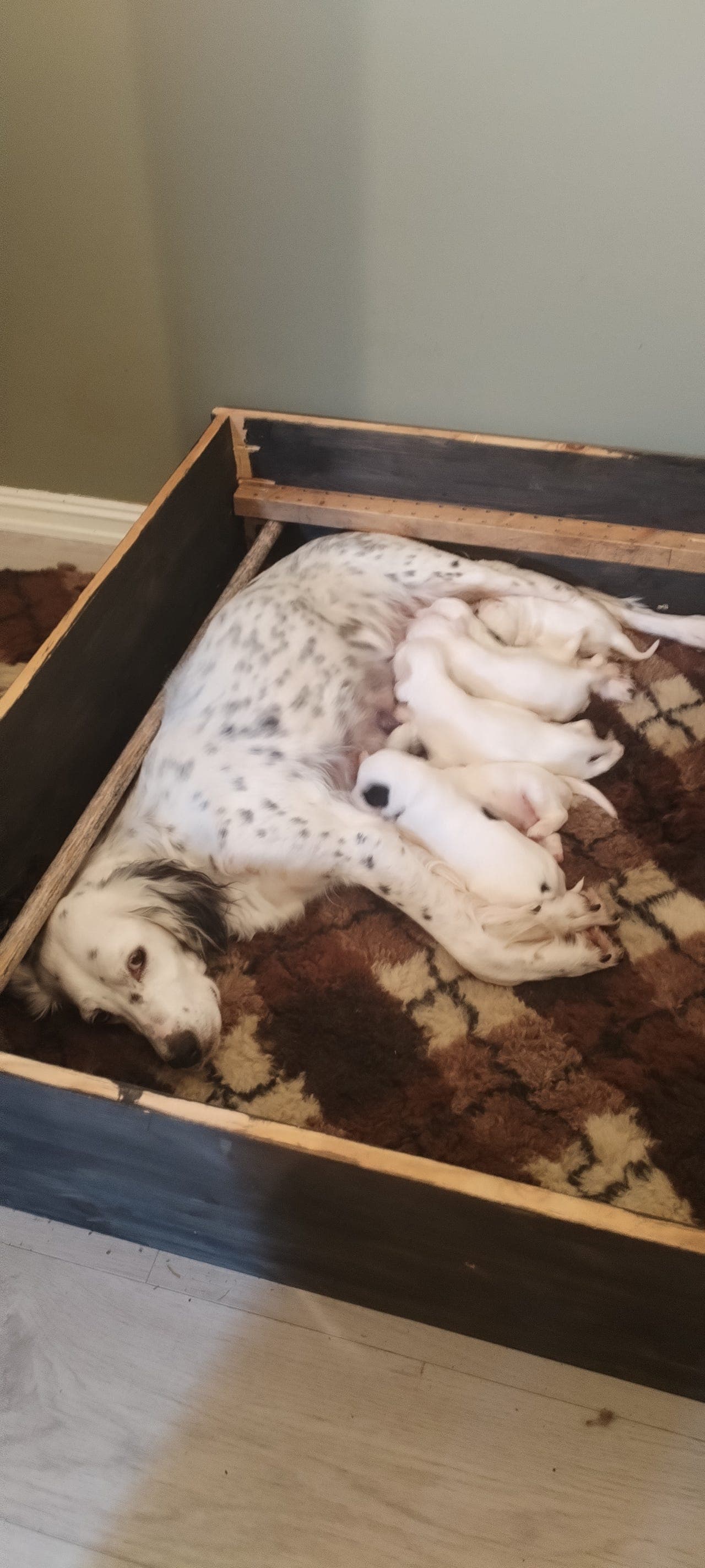 Engelsk setter valper,nå 2 uker gamle